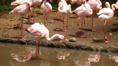 Beyaz ve pembe flamingo bahçe ve doğa arka planındaki tüyleri temizliyor. Yüksek kalite 4k görüntü