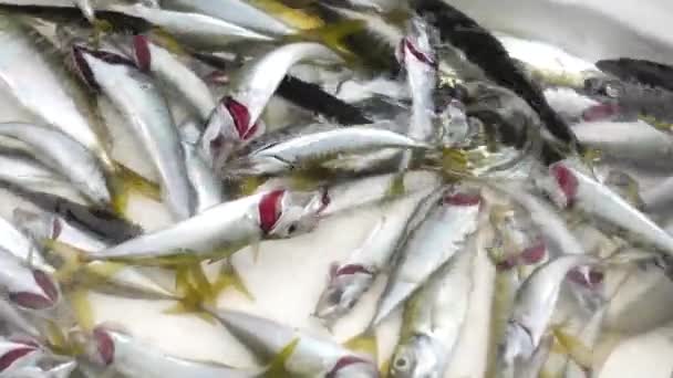 Peces Capturados Equipos Pesca Estambul — Vídeo de stock