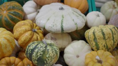 Farklı türde mini kabak rengi arkaplan .