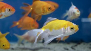 Sudaki akvaryum balığı. Kapatın. .