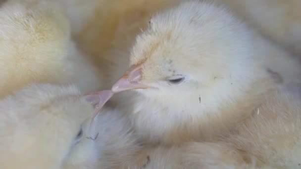 Małe Żółte Pisklęta Hodowli Kurczaków — Wideo stockowe
