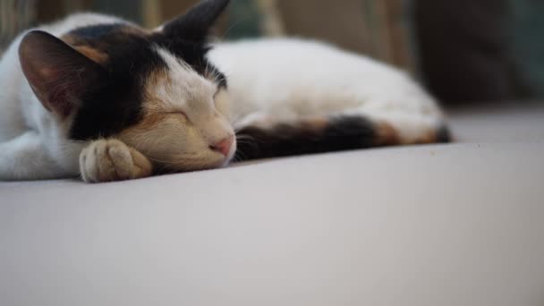 Gato Descansando Sofá Cafetería Ciudad Estambul — Vídeos de Stock