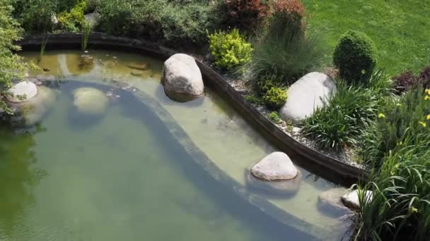 Zierpflanzen Einem Kleinen Teich Mit Umliegenden Bäumen — Stockvideo
