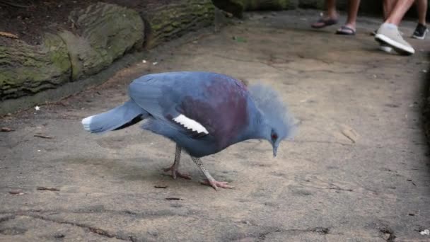 在动物园的展览中 大制作人加冕鸽子在树荫下行走 — 图库视频影像