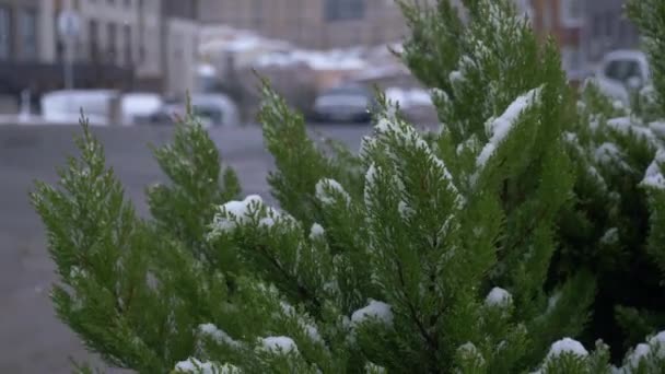 Jarum Pinus Berlapis Salju Musim Dingin Datang — Stok Video