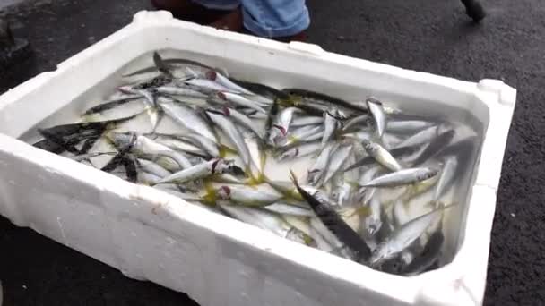 Caught Fishes Fishing Equipments Istanbul — Stock Video