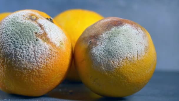 Rotte Sinaasappel Moldy Oranje Kleur Achtergrond — Stockvideo