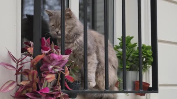 Katze Sitzt Und Schaut Aus Dem Fenster Haustier Wartet Auf — Stockvideo