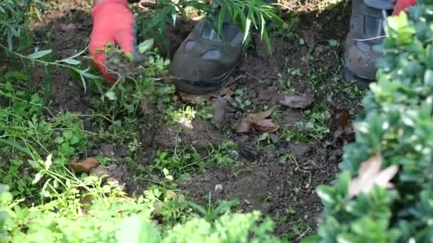 一个戴着红色手套的人正在修剪绿色花园中的地面植物和地面覆盖物 — 图库视频影像