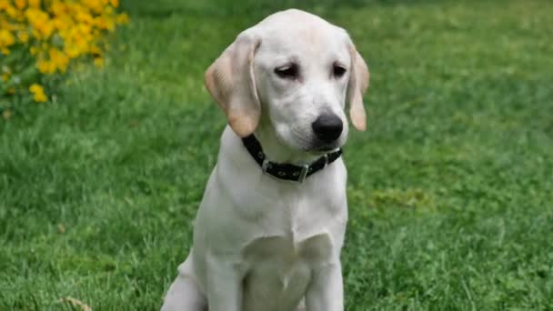Cachorro Blanco Está Sentado Hierba Mirando Cámara — Vídeo de stock