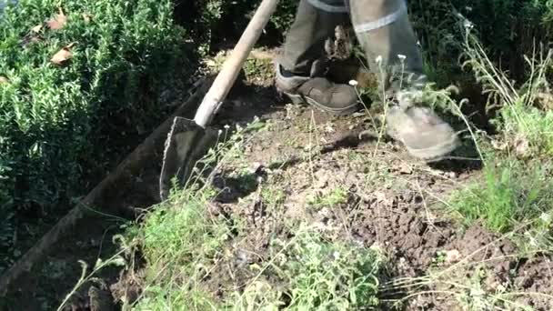 Seorang Pria Menggali Kebun Musim Semi Dengan Sekop Tua Rekaman — Stok Video