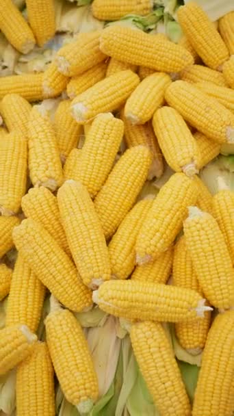 Stacked Sweet Corn Cob Sits Table Staple Food Cuisine — Stock Video