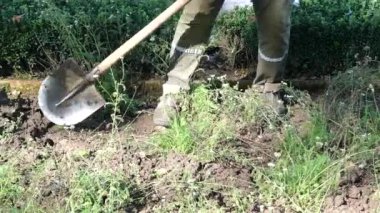 Bir adam bahar bahçesini eski bir kürekle kazıyor. Yüksek kalite 4k görüntü