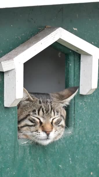 一只猫在街上的猫舍上休息 — 图库视频影像