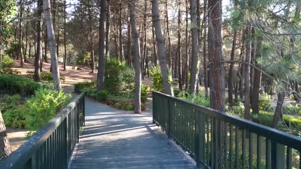 Drewniany Most Rozciąga Się Nad Krętym Potokiem Spokojnym Parku Otoczonym — Wideo stockowe
