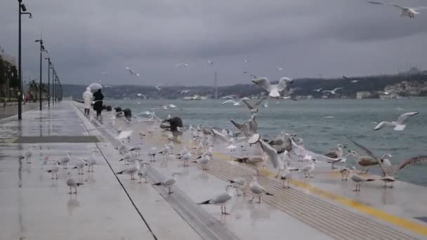 Svarthuvad Mås Istanbul Turkiet Vinterfågel — Stockvideo