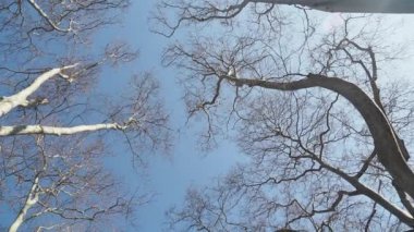 Bahar güneşli havalarda parkta yaprak döken ağaçların dalları, .