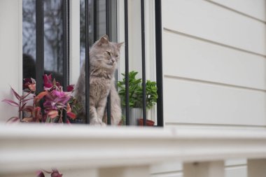 Kedi oturur ve pencereden dışarı bakar. Hayvan sahibini bekliyor..