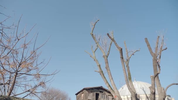 Ramos Árvores Caducas Parque Primavera Tempo Ensolarado — Vídeo de Stock
