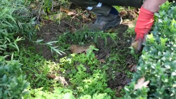 Kırmızı Eldivenli Biri Bahçeye Dikiliyor Doğa Toprakla Çevrili — Stok video