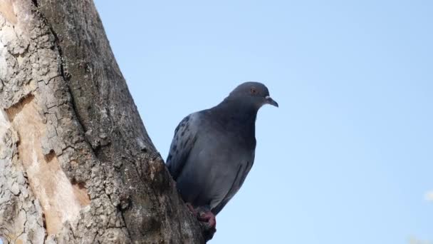 자연계의 비둘기 — 비디오