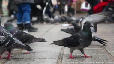 Güvercin olarak da bilinen bir kaya güvercini sürüsü asfalt kaldırıma tünemiş ve bir etkinlik sırasında kalabalıkla yer paylaşmaya uyum sağlamıştır.