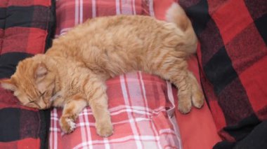 Bir kedi kırmızı ve siyah bir örtü üzerinde dinleniyor..