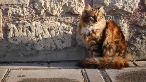 Gato Cor Cinza Sentado Uma Cadeira Rua Istanbul Café — Vídeo de Stock