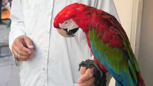 Nahaufnahme Bunte Rot Grüne Ara Papageienvogel Auf Person Hand — Stockvideo