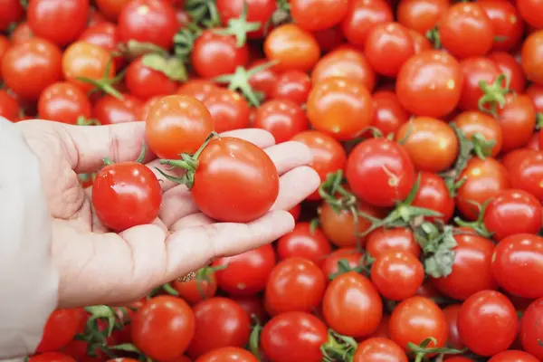 women Choose ripe tomato in market,