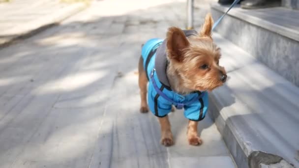 Kis Kutya Kék Kabátban Járdán Egy Aranyos Dolgozó Állat — Stock videók