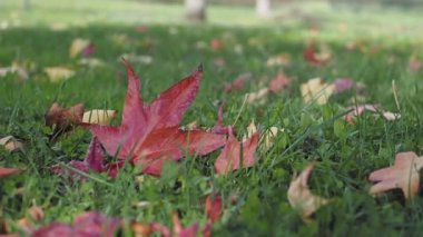Yeşil çimenlerde düşmüş yapraklar yakın.
