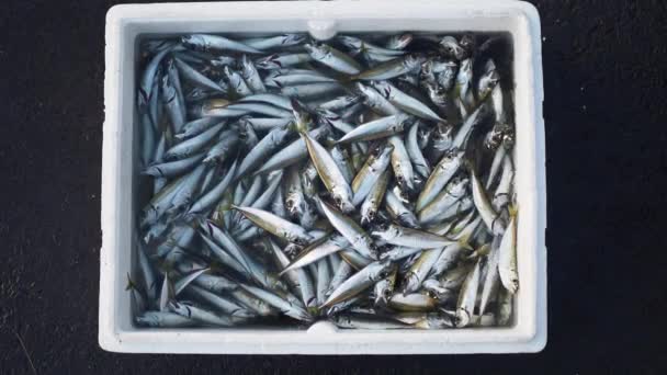 Peixes Capturados Equipamentos Pesca Istambul — Vídeo de Stock