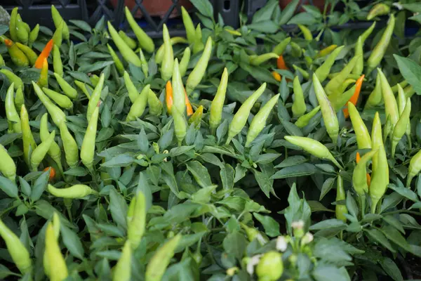 Chilli Plant Garden — Stockfoto
