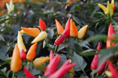 Chilli plant in the garden