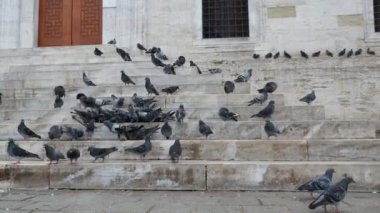 Güvercin olarak da bilinen bir kaya güvercini sürüsü asfalt kaldırıma tünemiş ve bir etkinlik sırasında kalabalıkla yer paylaşmaya uyum sağlamıştır.