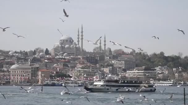 イスタンブールの晴れた夏の日に青い空を飛ぶカモメ — ストック動画