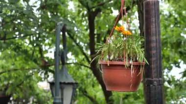 Duvarda bir saksı bitkisi asılı, binaların ön cephesini ekliyor..