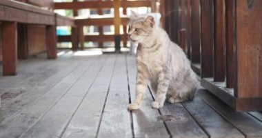  İstanbul Cafe Caddesi 'nde sandalyede oturan gri renkli kedi. .