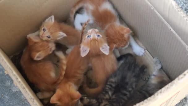 Een Groep Kittens Zit Een Kartonnen Doos — Stockvideo