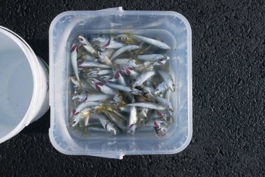 İstanbul 'da balık ve balıkçılık malzemeleri yakalandı..