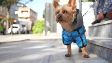 Kaldırımda mavi ceketli küçük bir köpek, sevimli, çalışan bir hayvan..