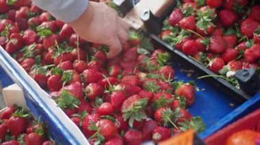 Çilek kutuları taze toplanmış çilekler..