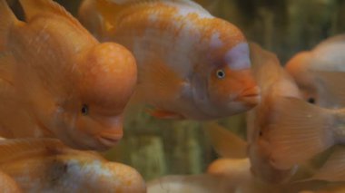 Deniz biyolojisi çalışma grubu bir akvaryumda birlikte yüzüyor..