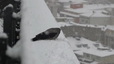 Kış manzarasında kar kaplı bir tırabzana tünemiş bir kuş..