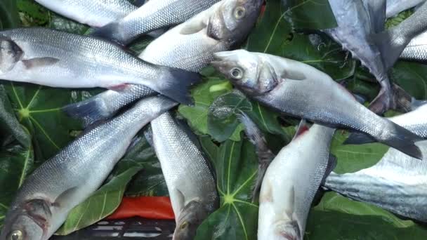 Yerel Markette Buzda Taze Balık — Stok video