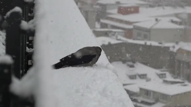 Ένα Πουλί Σκαρφαλωμένο Ένα Χιονισμένο Κιγκλίδωμα Ένα Χειμερινό Τοπίο — Αρχείο Βίντεο