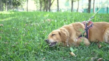 Oripei, bir yoldaş köpek, çimenli zemin koyunda tasma üzerinde dinleniyor.,