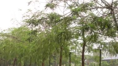 Orman Dalları Ağacında Yağmurlu Gün