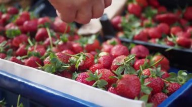 Çilek kutuları taze toplanmış çilekler..